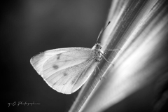 20230804-IMG_1164-2