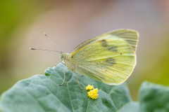20240908-IMG_0621-Edit