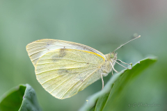 20240908-IMG_0641-Edit-2