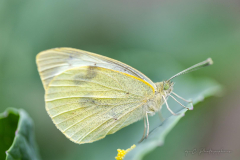20240908-IMG_0651-Edit
