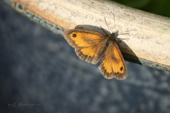 20260718-IMG_0777-2