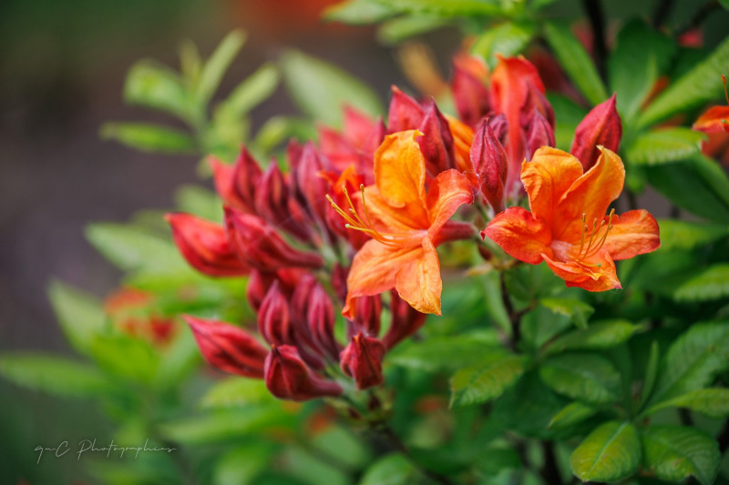 20260528-IMG_0987