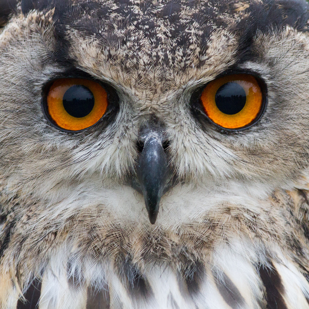 Owl-2010-06-117