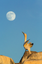 Fly-me-to-the-moon