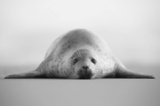 Grey-Seals-015