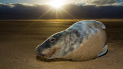 Grey-Seals-051
