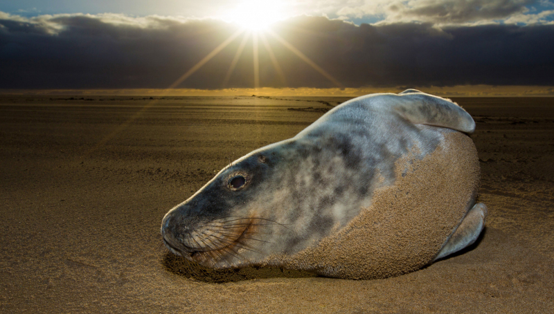 Grey-Seals-051
