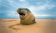 Grey-Seals-070