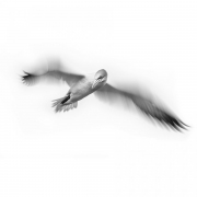Hovering-Ganet-Print-version