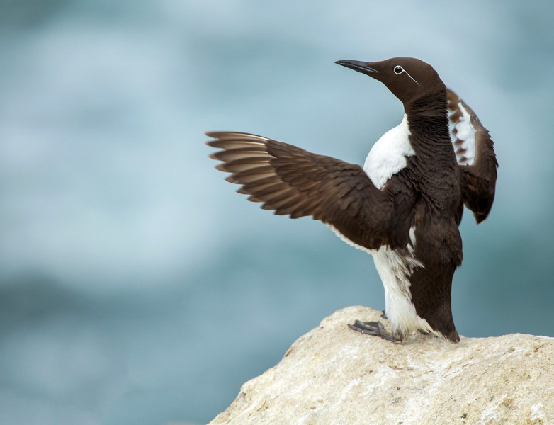 Irish-Sea-Birds-024a
