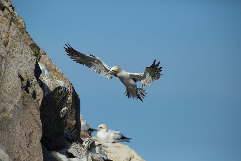 Irish-Sea-Birds-049