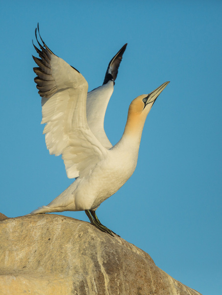 Irish-Sea-Birds-097