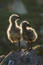Irish-Sea-Birds-185