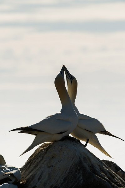 Irish-Sea-Birds-188-edit