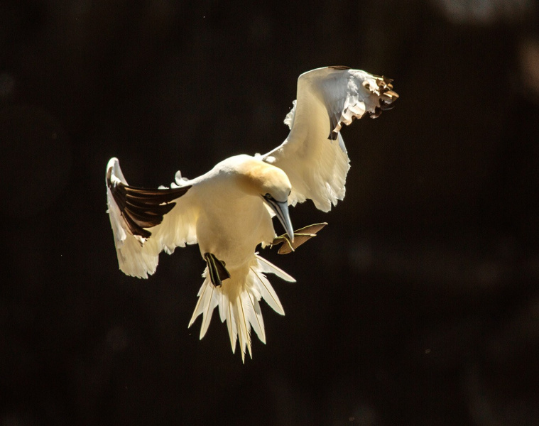 Irish-Sea-Birds-208a