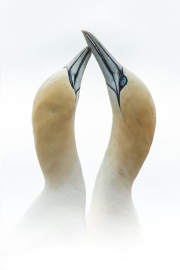 Irish-Sea-Birds-212
