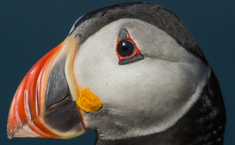 Irish-Sea-Birds-214-crop