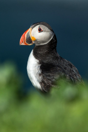 Irish-Sea-Birds-214a