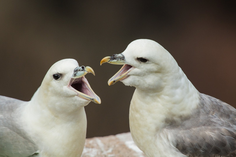 Irish-Sea-Birds-222