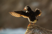 Irish-Sea-Birds-243b