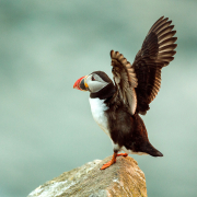 Irish-Sea-Birds-261b