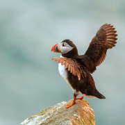 Irish-Sea-Birds-262a