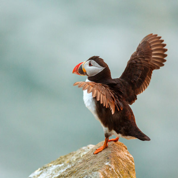 Irish-Sea-Birds-262a