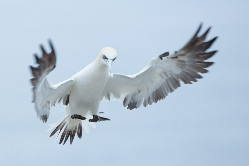Irish-Sea-birds-019