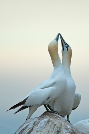 Irish-Sea-birds-033