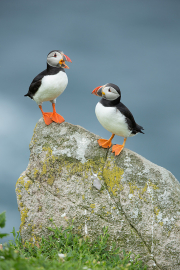 Irish-Sea-birds-055