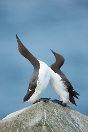Irish-Sea-birds-089