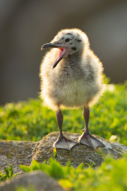Irish-Sea-birds-117