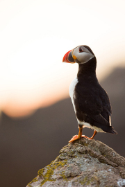 Irish-Sea-birds-122