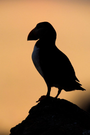 Irish-Sea-birds-123