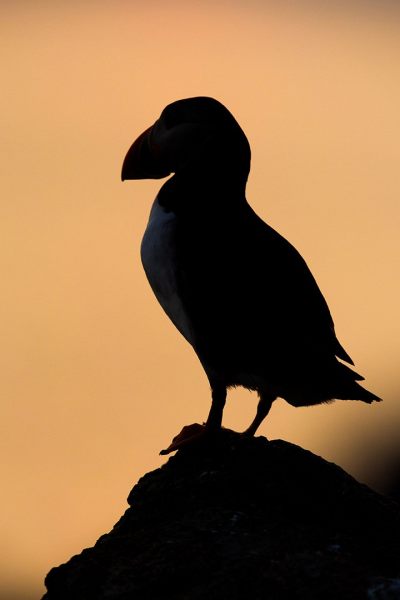 Irish-Sea-birds-123