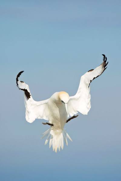 Irish_Sea_Birds1-008