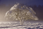 MG_5367a