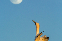 Fly-me-to-the-moon