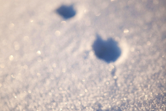 FoxPrints_in_the_Snow_GCooper