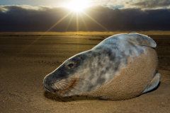 Grey-Seals-051