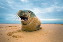 Grey-Seals-070
