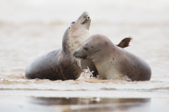 Grey-Seals-083