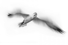 Hovering-Ganet-Print-version
