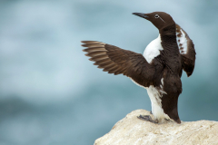 Irish-Sea-Birds-024a