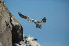 Irish-Sea-Birds-049