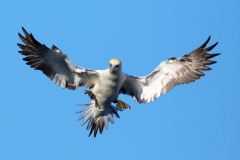 Irish-Sea-Birds-065b