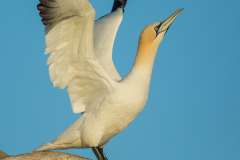 Irish-Sea-Birds-097