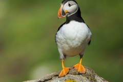 Irish-Sea-Birds-169