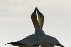 Irish-Sea-Birds-188-edit
