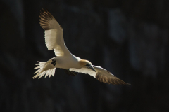 Irish-Sea-Birds-204